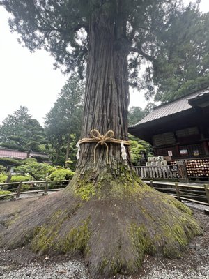 Kitaguchi Hongu Fuji Sengen Shrine by null