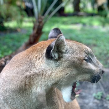 Flamingo Gardens - Florida Panther named Bobby - Botanical Gardens Near Me - Davie, Florida Flamingo Gardens - Florida Panther named Bobby - Botanical Gardens Near Me - Davie, Florida