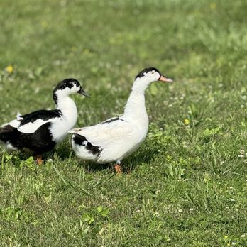 Simpl Cafe - Friendly ducks along the Pigeon River - Breakfast & Brunch Near Me - Newport, Tennessee