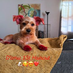 Country Grooming - Yorkie puppy
