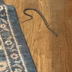 Fauquier County - Virginia Cooperative Extension - Snake. Is it a rat snake and why is it in my house?
