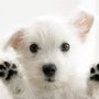 Photo of Peachtree City Pet Sitting