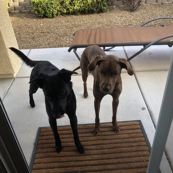 purrfect pet transport