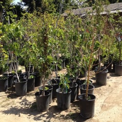 Trees