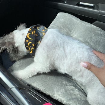 Resa's K-9 Salon - After - Pet Groomers Near Me - Lubbock, Texas