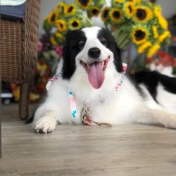 Emma Maries - Beautiful Lexi after her grooming @ Emma Marie's!!