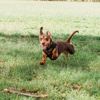 Mililani Dog Park - Dog Parks Near Me - Mililani, Hawaii