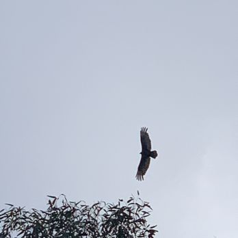 Novitiate Park - Hawk sighting on walk - Hiking Near Me - Los Gatos, California Novitiate Park - Hawk sighting on walk - Hiking Near Me - Los Gatos, California