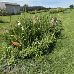 Wildflower Flower & Dahlia Farm - Flowers