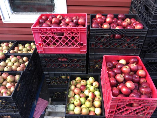 Bauman Family Apple Butter by null