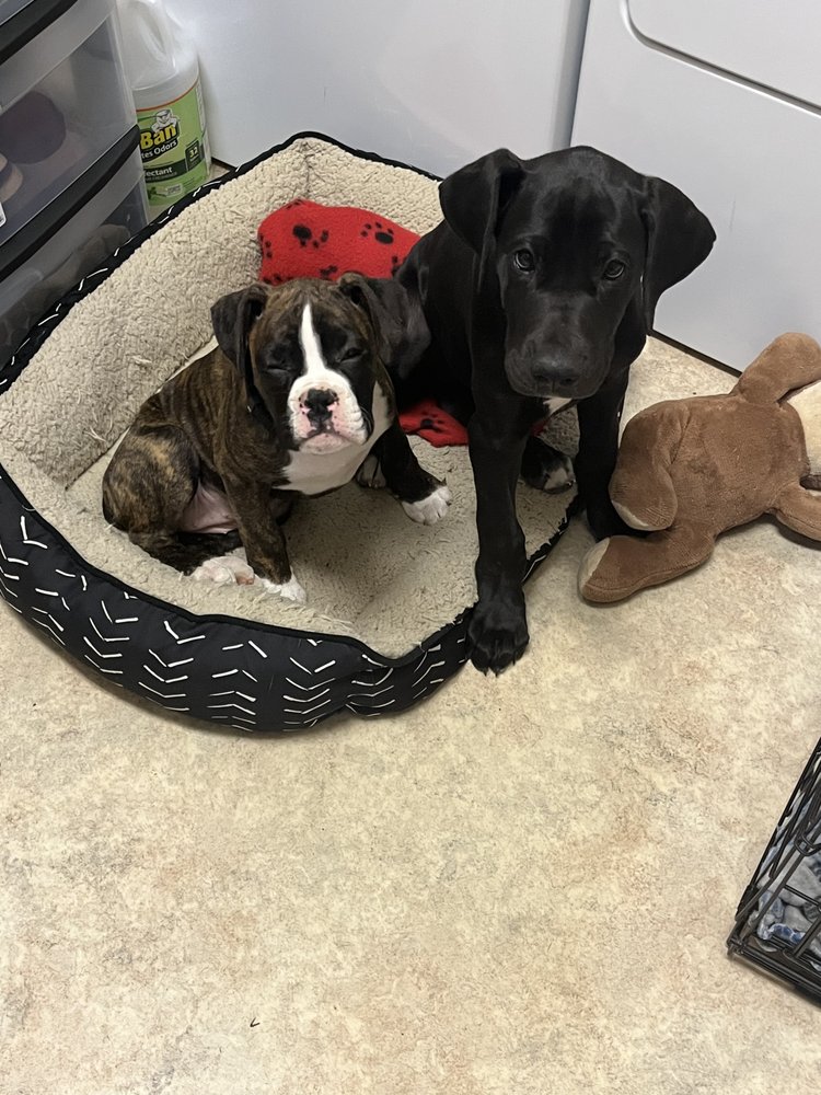 MARTINSBURG ANIMAL HOSPITAL Updated October 2024 22 Reviews 519