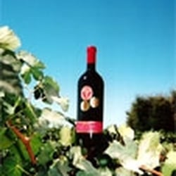 Silkwood Wines - Silkwood Vineyards