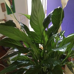 My friend got hey spathiphyllum plant delivered today. Thank you for the great quality and service! My friend got hey spathiphyllum plant delivered today. Thank you for the great quality and service!