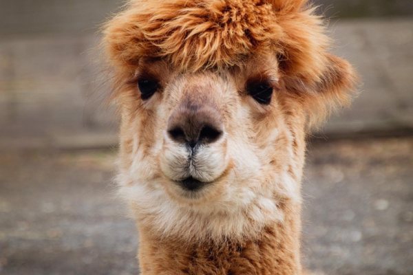 Roger Williams Park Zoo by null