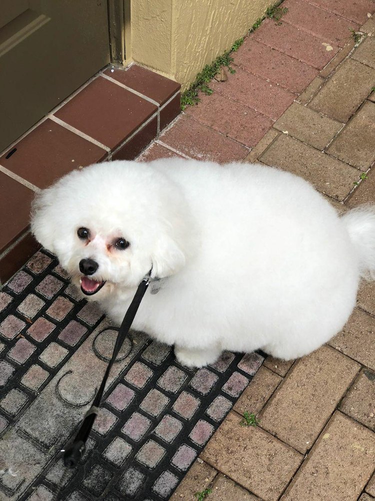 BUBBLES TO BOWS 73 Photos & 63 Reviews Tamarac, Florida Pet