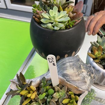 Windsor's Flowers, Plants, & Shrubs - Succulents - Florists Near Me - Rehoboth Beach, Delaware Windsor's Flowers, Plants, & Shrubs - Succulents - Florists Near Me - Rehoboth Beach, Delaware