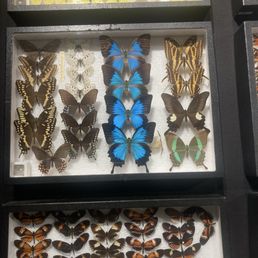 Various different Butterflies around the World