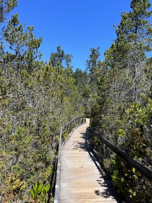 Pygmy Forest Discovery Trail by null