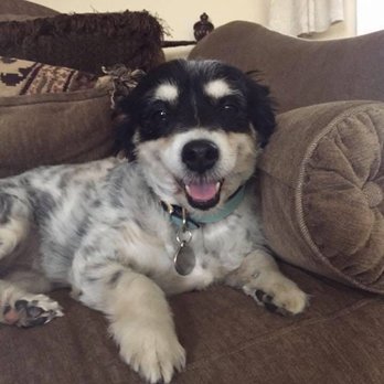 Grace Animal Hospital - Veterinarians Near Me - Downey, California Grace Animal Hospital - Veterinarians Near Me - Downey, California