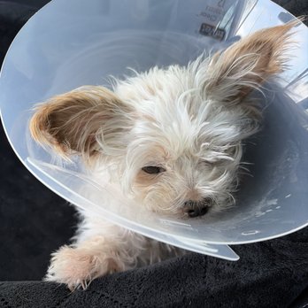 Affordable Animal Surgery - My baby - Emergency Pet Hospital Near Me - Las Vegas, Nevada Affordable Animal Surgery - My baby - Emergency Pet Hospital Near Me - Las Vegas, Nevada