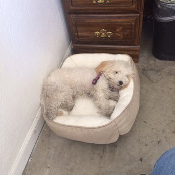 Petco - Her new bed from Petco is a winner :) - Pet Stores Near Me - Sacramento, California Petco - Her new bed from Petco is a winner :) - Pet Stores Near Me - Sacramento, California