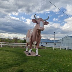 Wilkes Barres 309 Famous Brown Cow - The famous Wilkes Barre cow