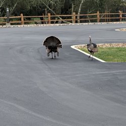 Jackson Rancheria RV Park - Wild turkey