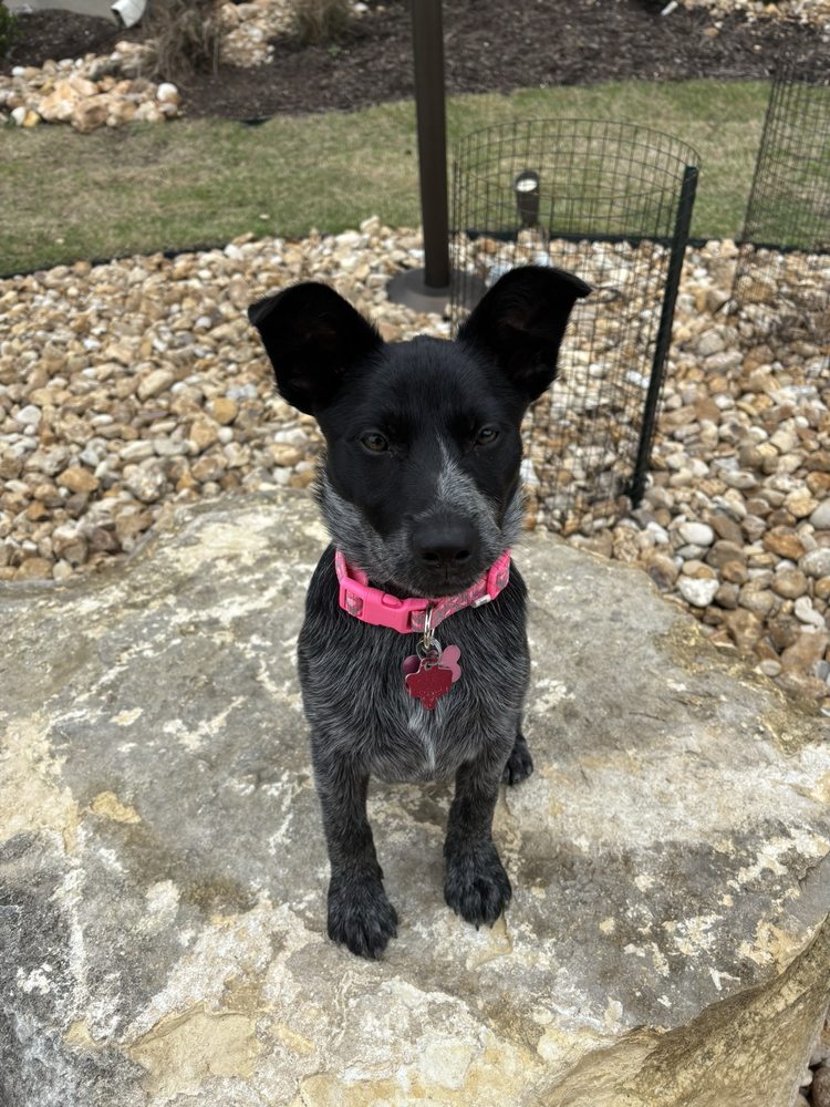 Bergheim Pet Hospital & Clinic - pet boarding facility in Boerne, TX