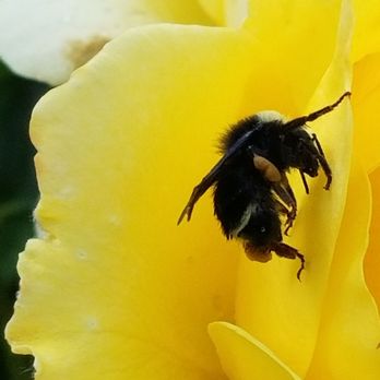 Point Defiance Rose Garden - Snapped a shot of a bee in one of the roses! - Botanical Gardens Near Me - Tacoma, Washington