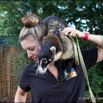 Zoo Miami - Anteater with handler - Zoos Near Me - Miami, Florida Zoo Miami - Anteater with handler - Zoos Near Me - Miami, Florida