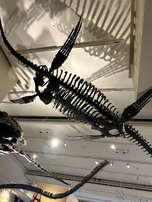 Canadian Museum of Nature / Musée canadien de la nature by null