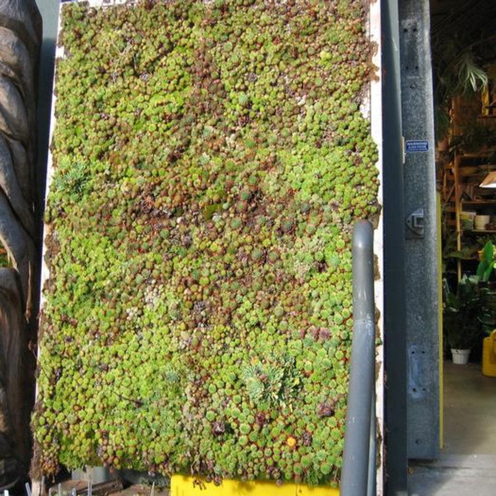 Indoor Sun Shoppe - ooh, cool - Nurseries & Gardening Near Me - Seattle, Washington Indoor Sun Shoppe - ooh, cool - Nurseries & Gardening Near Me - Seattle, Washington