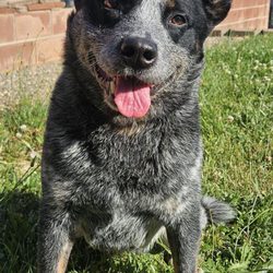 The Canine Connection