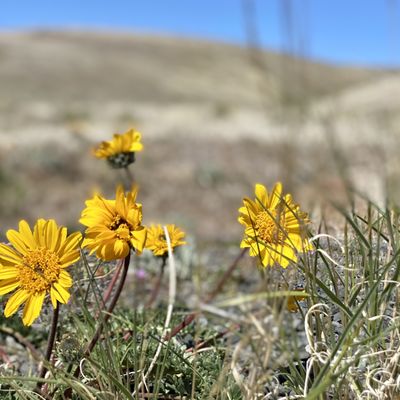 Wanapum Recreation Area by null
