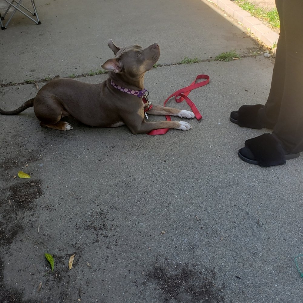 MEL’S BEST FRIEND 12 Photos El Sobrante, California Pet Training