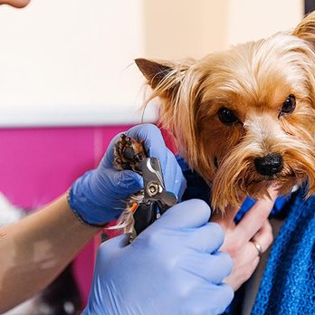 Beverly Hills Mobile Grooming - Pet Groomers Near Me Beverly Hills Mobile Grooming - Pet Groomers Near Me