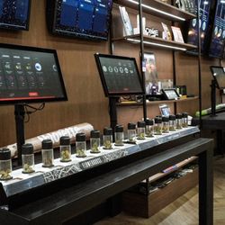 Canna Planet - Inside view of the Canna Planet Kingston store view of cannabis flower display.