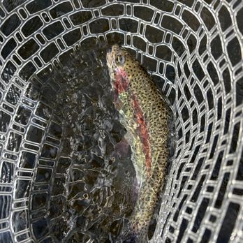 Bloom Fly Fishing - Spring colors, wild waters, and a trout worth remembering. The season is on. - Fishing Near Me Bloom Fly Fishing - Spring colors, wild waters, and a trout worth remembering. The season is on. - Fishing Near Me
