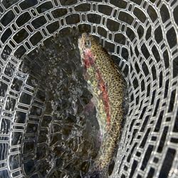 Bloom Fly Fishing - Spring colors, wild waters, and a trout worth remembering. The season is on.