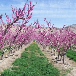Alida's Fruits - Alida's Fruits - Palisade, CO