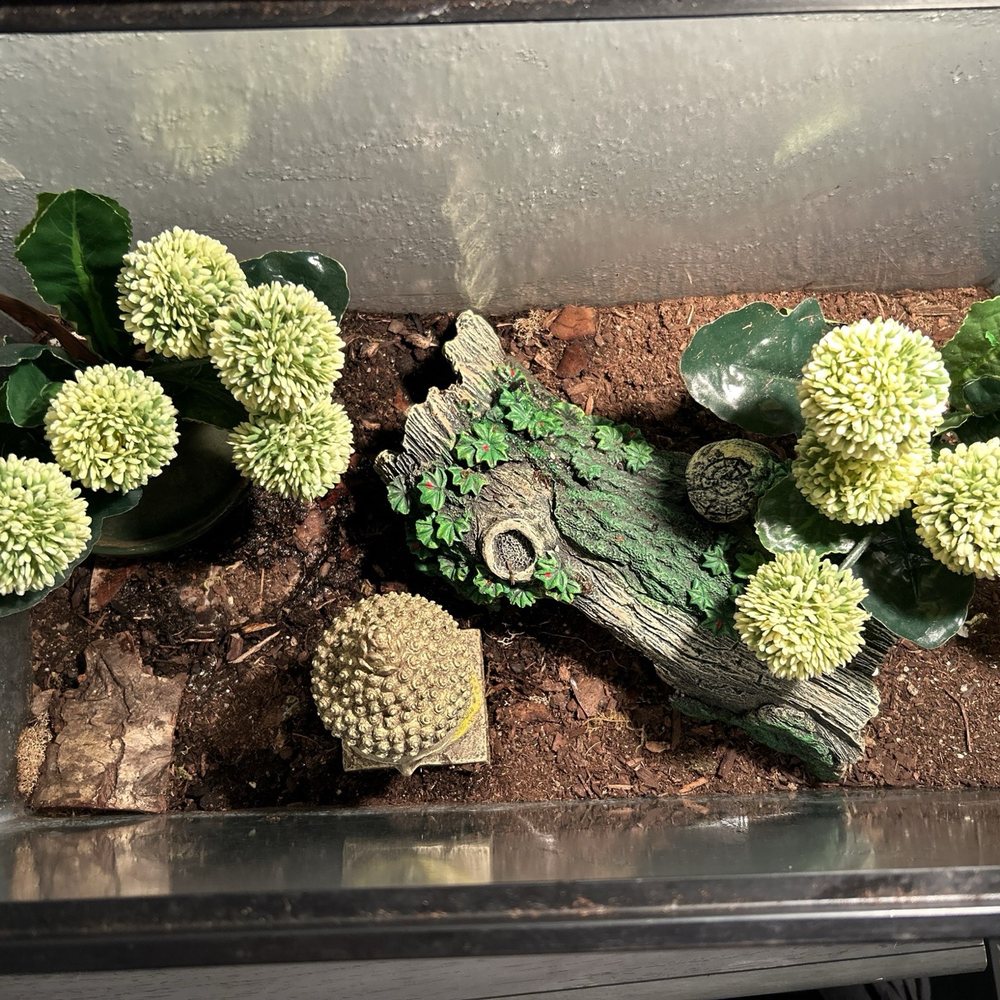 Forever Pets - This is one of many of the full setup that's I bought from forever pets - Pet Services Near Me - San Antonio, Texas Forever Pets - This is one of many of the full setup that's I bought from forever pets - Pet Services Near Me - San Antonio, Texas