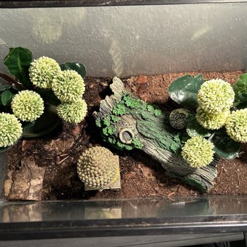 Forever Pets - This is one of many of the full setup that's I bought from forever pets - Pet Services Near Me - San Antonio, Texas Forever Pets - This is one of many of the full setup that's I bought from forever pets - Pet Services Near Me - San Antonio, Texas