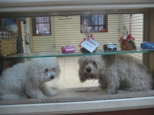 KELLY’S UNDERGROUND DOG GROOMING - 18 Photos &amp; 71 Reviews - Pet Groomers - 248B W Newton St