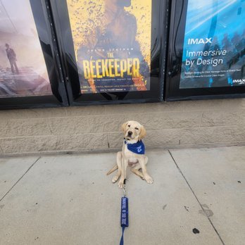 AMC Woodlands Square 20 - Guide dog in training - Cinema Near Me - Oldsmar, Florida AMC Woodlands Square 20 - Guide dog in training - Cinema Near Me - Oldsmar, Florida