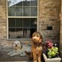 Photo of The K9 Professor
