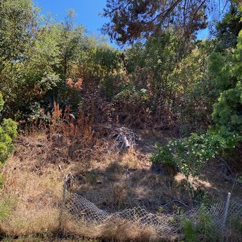 JJ's Landscaping & Tree Dominators - Before - Tree Services Near Me - Ramona, California JJ's Landscaping & Tree Dominators - Before - Tree Services Near Me - Ramona, California