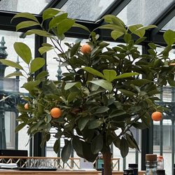 Clementine Im Glashaus