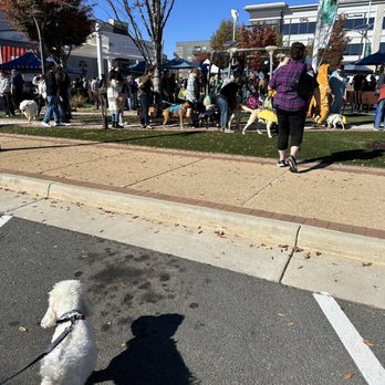 One Loudoun - My friend's dog, Charlie - Shopping Centers Near Me - Ashburn, Virginia