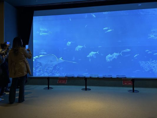 Okinawa Churaumi Aquarium by null