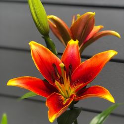 Orion Montessori - Orion gardens with colorful lilies